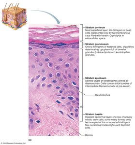 Histological section of epidermal layers