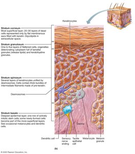 Diagram showing cell types in the epidermis