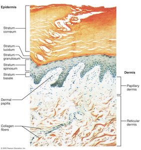 Histological section showing thick skin with stratum lucidum