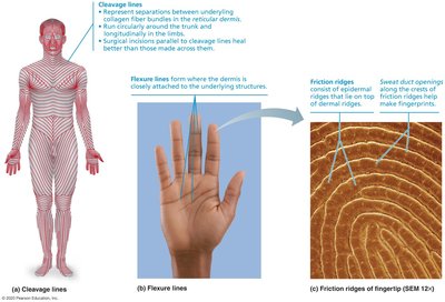 Diagram showing dermal modifications: cleavage lines, flexure lines, friction ridges