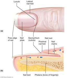 Structure of a nail