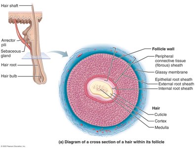 Diagram of hair and hair follicle structure