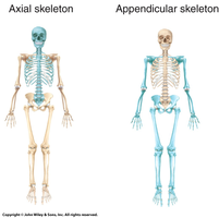 Axial and appendicular skeleton