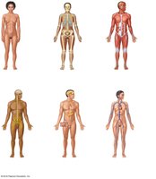 Organ systems