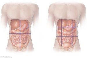 Abdominal regions