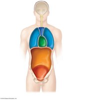 Body cavities