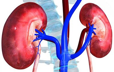 Diagram of kidneys and major blood vessels