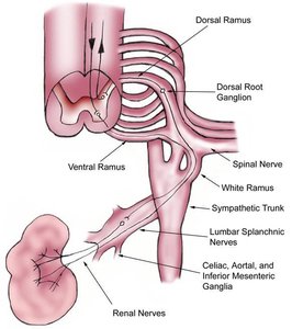 Diagram of renal blood supply and branching arteries