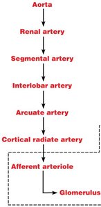 Diagram of renal nerve supply