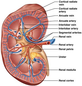 Diagram showing the parts of a nephron