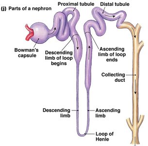 Model of renal corpuscle showing glomerulus, capsule, and associated structures