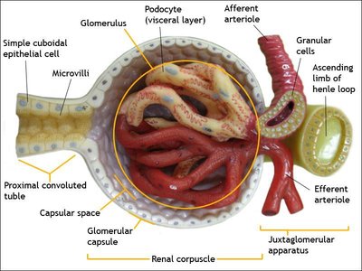 Diagram of glomerular capsule parietal layer