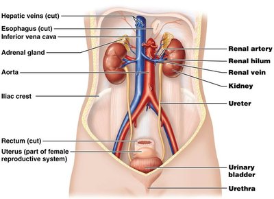 Anatomical diagram of the urinary system and associated structures