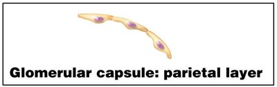 Diagram of glomerular capsule visceral layer with podocytes