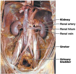 Dissection image showing kidneys, renal hilum, and urinary bladder