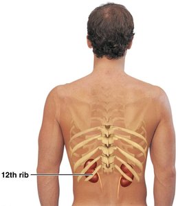 Posterior view showing kidney position relative to ribs