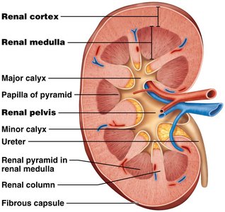 Labeled cross-section of the kidney showing cortex, medulla, calyces, and pelvis