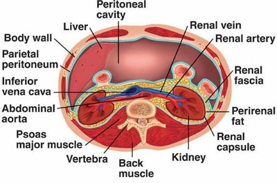 Cross-section showing kidney, renal fascia, perirenal fat, and capsule