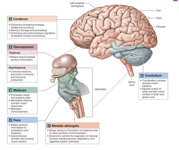 Major regions of the brain
