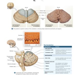 Cerebellum structure and functions