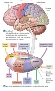 Thalamic nuclei and input regions