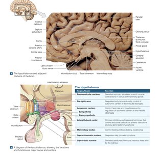 Hypothalamus structure and nuclei