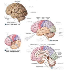 Cerebral lobes and landmarks