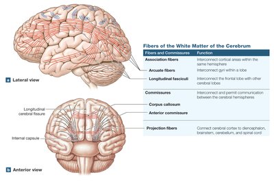 White matter fibers and commissures