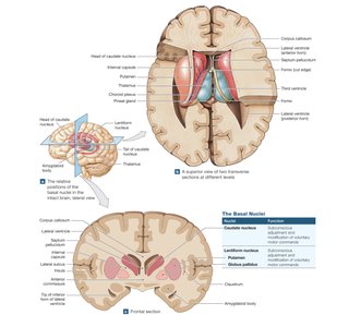 Basal nuclei structure and functions