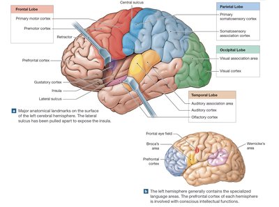 Functional areas of the cerebral cortex