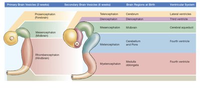 Brain vesicle development and regions