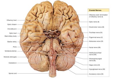 Cranial nerves, ventral view