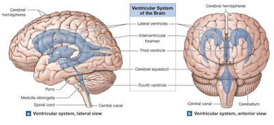 Ventricular system of the brain