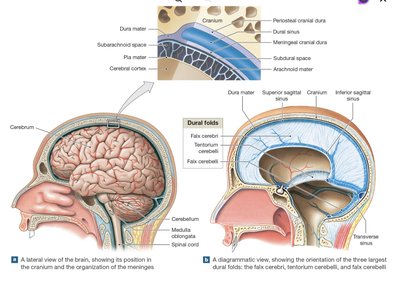 Cranial meninges and dural folds