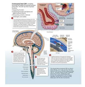Formation and circulation of CSF