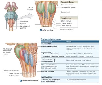 Medulla oblongata nuclei and functions
