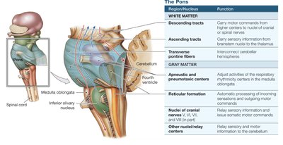 Pons structure and functions