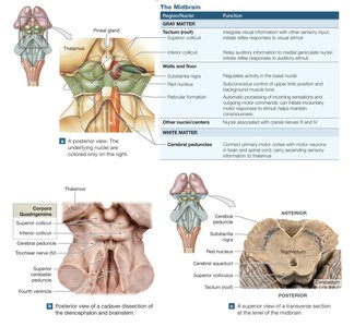 Midbrain structure and nuclei