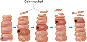 Keratinocyte migration