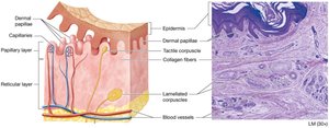 Structure of the dermis