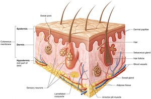 Basic anatomy of the skin