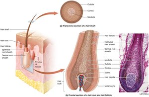 Hair structure