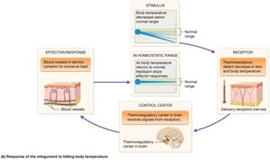 Homeostatic regulation of body temperature by the integumentary system