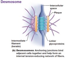 Desmosome structure
