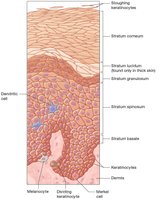 Structure of the epidermis