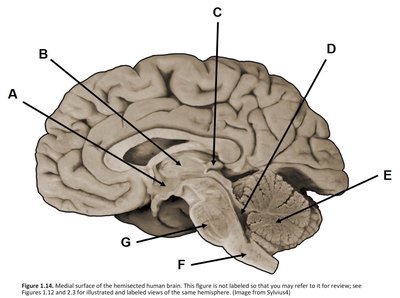 Medial view of the human brain with labeled arrows A–G