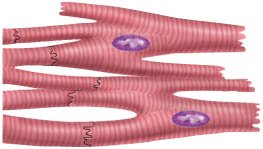 Cardiac muscle tissue illustration