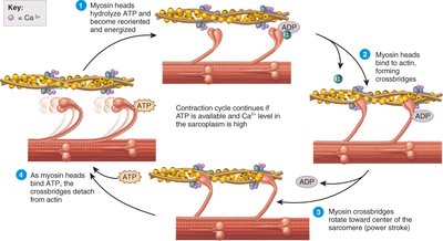 Contraction cycle steps