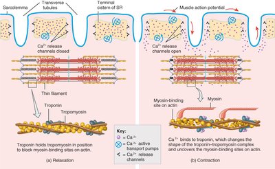 Relaxation and contraction mechanism