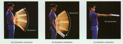Types of muscle contractions: concentric, eccentric, isometric